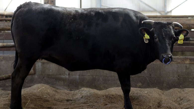 Tajima Wagyu beef cow in Japan 