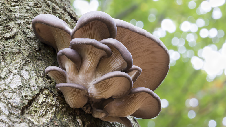 oyster mushrooms