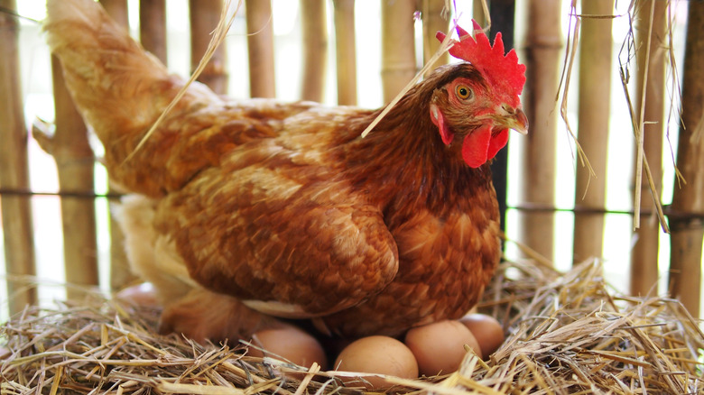 Hen laying eggs