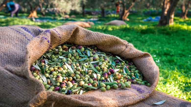 Fresh harvested green olives 