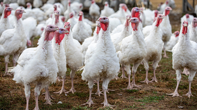 A flock of turkeys