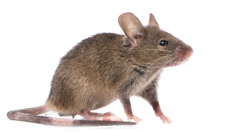 Brown mouse against white background 