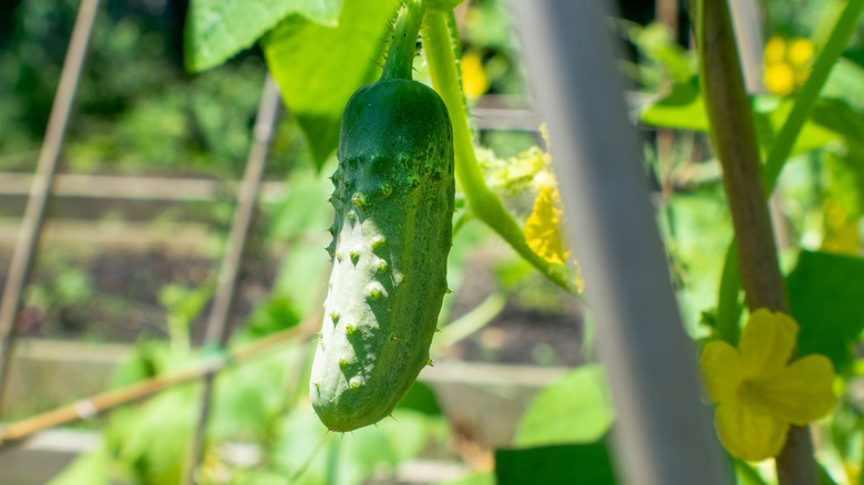 Kirby cucumber on the vine