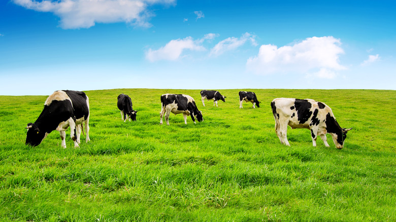 Cows grazing in a green, grassy pasture