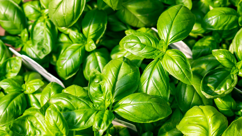 Fresh basil