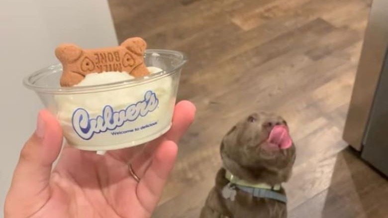 Hand holding Culver's pup cup with dog