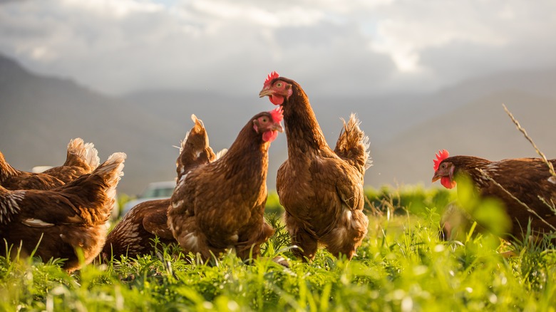 Chickens in grass