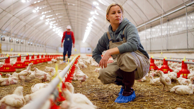 Woman working with chickens
