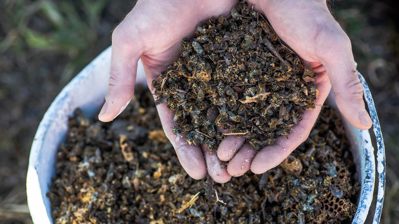 beekeeper holding dead bees