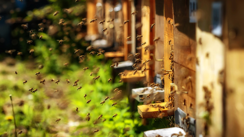 swarm of honey bees in garden