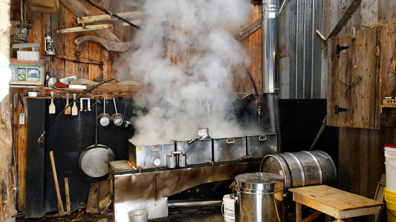 maple syrup production