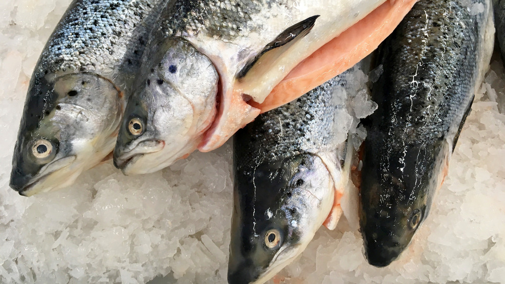 fresh whole salmon on ice