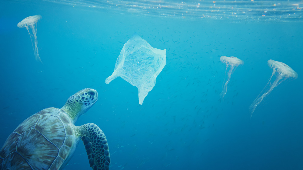 turtle and jellyfish with plastic bag in the ocean