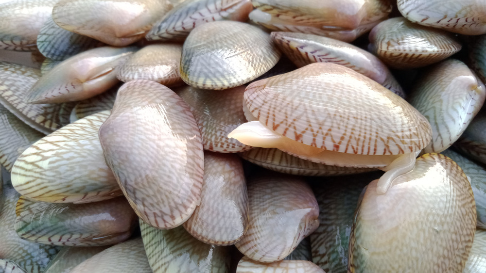 a pile of raw clams