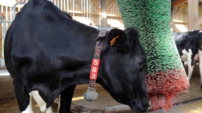 Kobe beef Cow being massaged