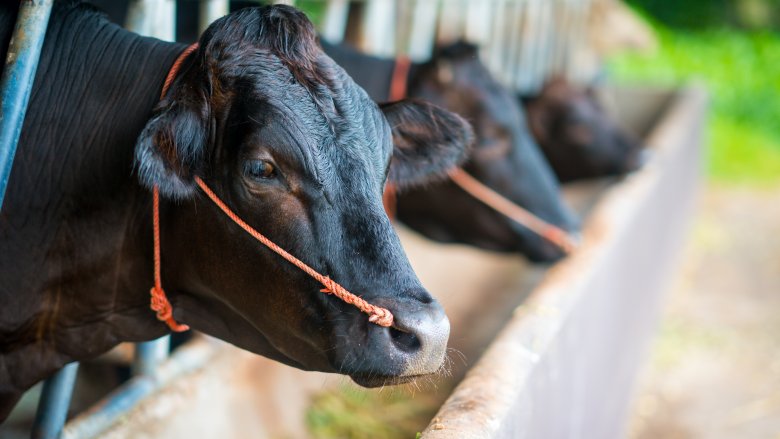 Tajima and Wagyu cattle for Kobe beef