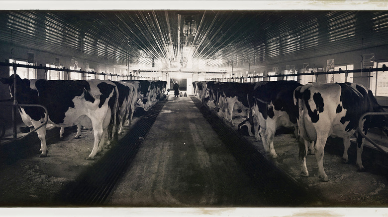 Cows on dairy farm