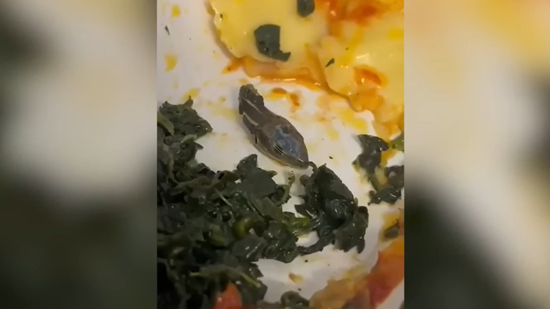 a severed snake head in an airplane meal