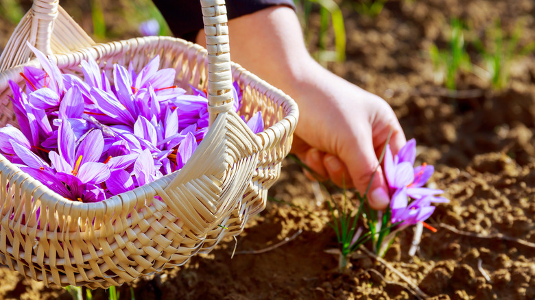 picking saffron flowers