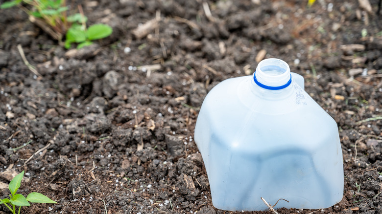milk jug in garden soil to protect plants