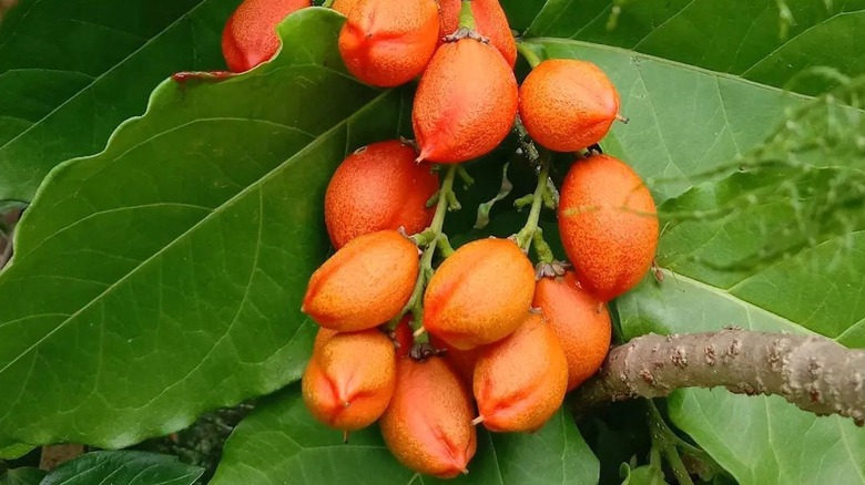 peanut butter fruit