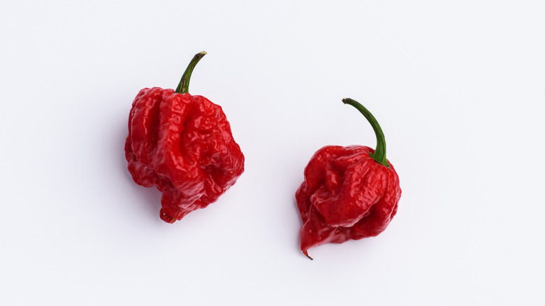 Carolina Reaper peppers on a white background