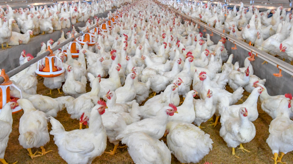 Chickens crowded in slaughterhouse