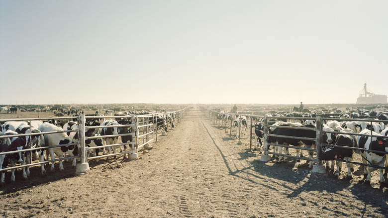 Beef farm on barren landscape