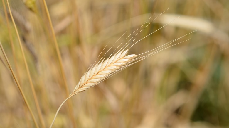 Wild einkorn in a field