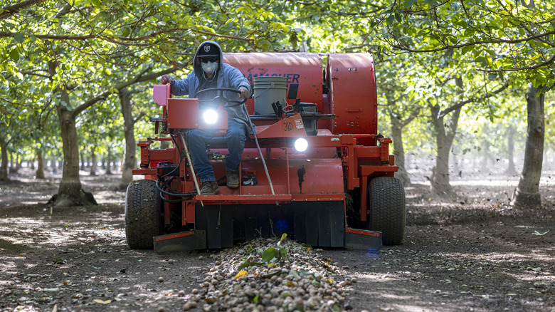 harvesting California walnuts