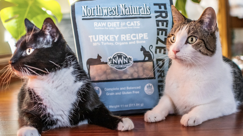 Two cats posing with Northwest Naturals turkey recipe