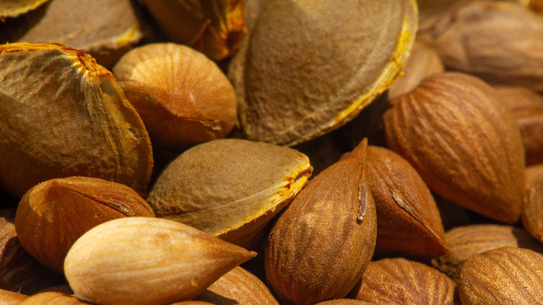 Close-up of apricot pits and kernels