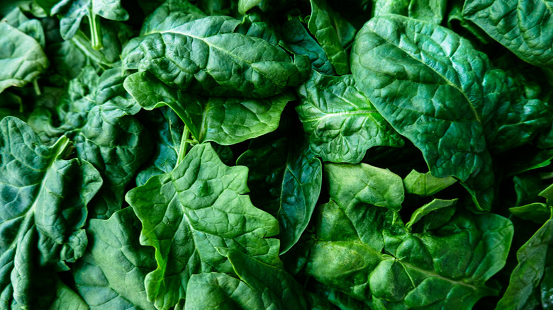 Close-up of baby spinach leaves