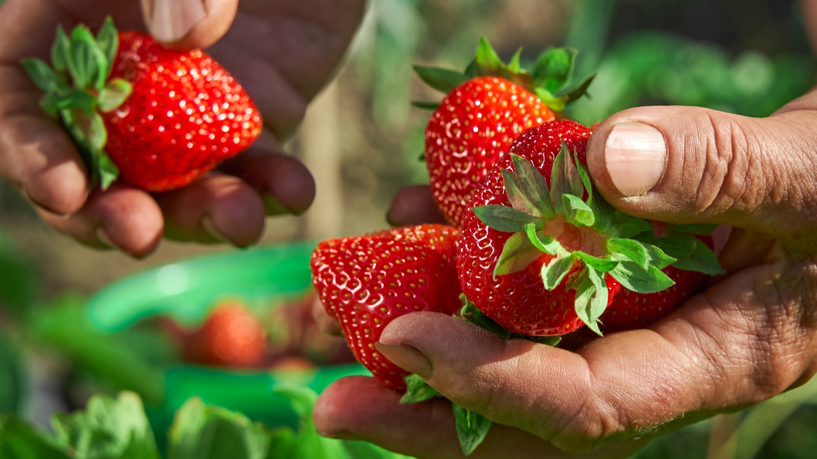 Why You Should Buy Farm Fresh Strawberries