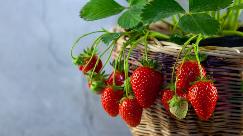 Strawberries hanging from a basket