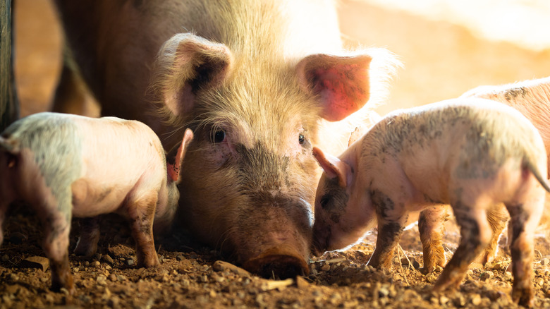 mother pig with her piglets