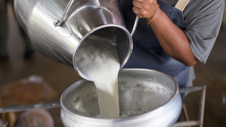 pouring milk for cheesemaking