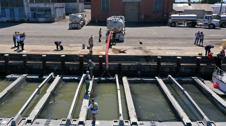 Readying trucks for salmon