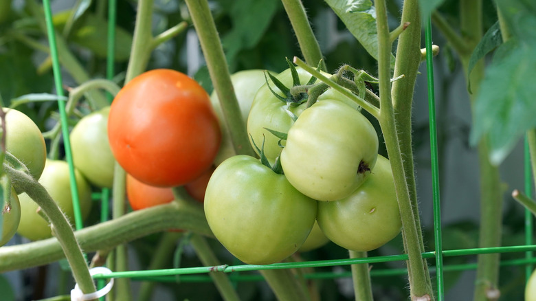 Tomatoes growing on vines