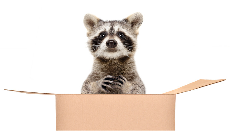 Raccoon coming out of box