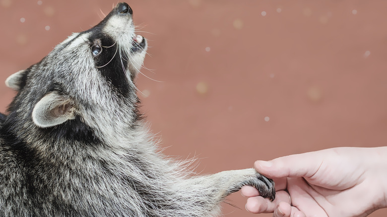 Person holding raccoon's paw