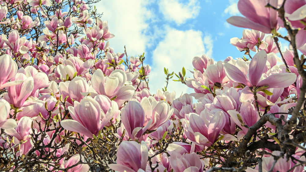 Magnolia flowers growing on a true