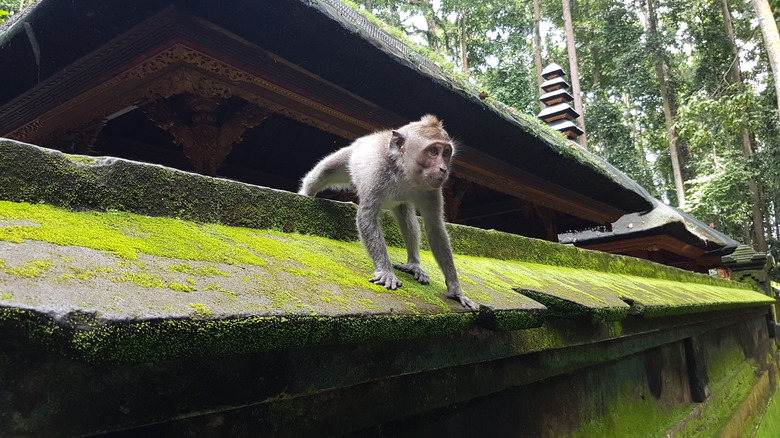 Monkey on roof in Bali