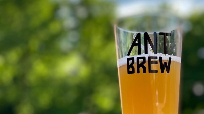 Glass of Ant Brew beer