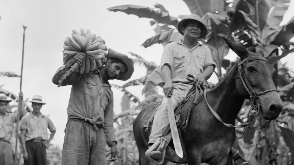 Banana plantation in Honduras