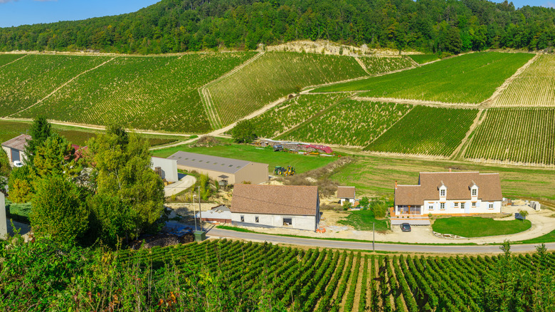 Vineyards in Burgundy, France