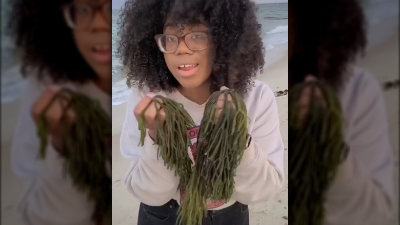 TikToker Alexis Nikole Nelson forages for seaweed