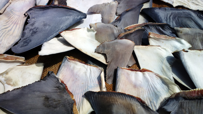 Pile of shark fins