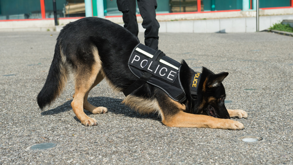 Police dog in black vest