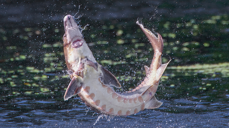Leaping sturgeon fish
